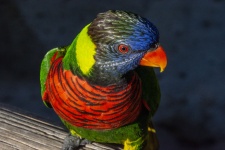 Lorikeet szivárvány papagáj