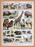 Mammals van Adolphe Millot - A