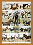 Däggdjur av Adolphe Millot - B