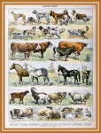 Mammals di Adolphe Millot - D