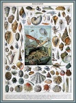 Schelpdieren van Adolphe Millot