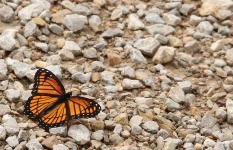 Papillon monarque en bordure de gravier