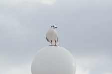 Seagull resting on a lamp globe