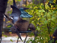 Mourning Dove Flies Toward Feeder