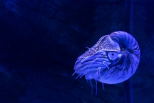 Criatura Nautilus