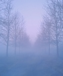 Sendero de árboles de callejón de niebla