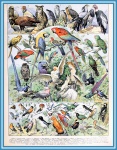 Birds door Adolphe Millot - A