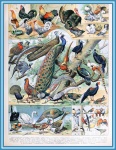 Aves de Adolphe Millot - C