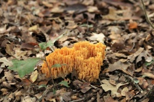 Orange Coral Fungi In Autumn Leaves