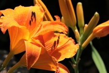Oranžový den lilie detail