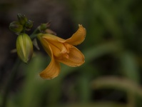 Flor de lírio laranja