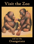 Orangután állatkerti poszter