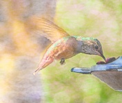 Окрашенный колибри