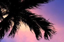 Zachód słońca sylwetka drzewa palmowego