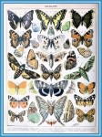 蝴蝶，阿道夫·米洛（Adolphe Millot）-A
