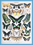 Motýli od Adolphe Millot - B