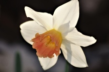 Peach And White Daffodil Close-up