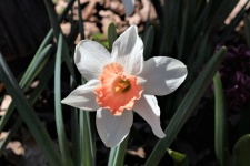 Peach and White Daffodil