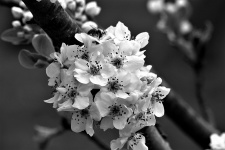 Birnenblüten in Schwarzweiss