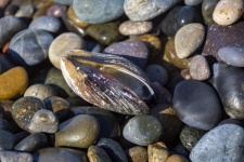 Pebbles and a Mussel Shell