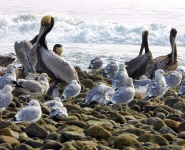 Pelikane und Möwen