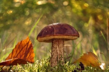 Foresta commestibile dei funghi