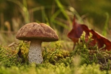 Foresta commestibile dei funghi
