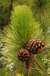 Pine cone and clusters of needles
