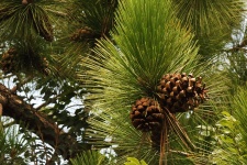 Pine cones on tree in needles