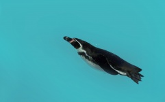 Zoo pingwina nurkowania z wodą