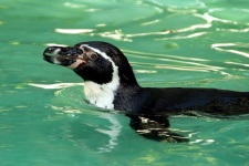 Zoológico de mergulho aquático de pingui