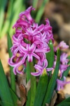 Pink Hyacinth Bloom Close-up 2