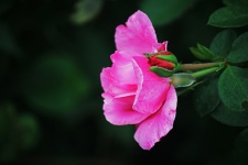 Fioritura rosa rosa con bocciolo non ape