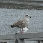Young gull plumage