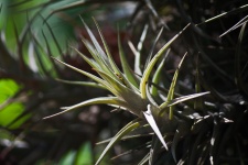 Folhas pontiagudas de uma planta epífita