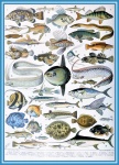 Vissen door Adolphe Millot - A