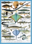Ryby od Adolphe Millot - B