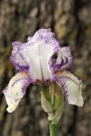 Paarse en witte bebaarde iris