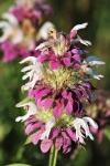 Purple Horsemint Wildflower