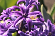 Primo piano viola del giacinto di fiorit