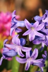 Fialový květ hyacintu zblízka