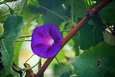 Purple morning glory flower