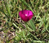 Purple Poppy Mallow Wildflower