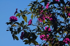 Flores de arbusto de batata roxa