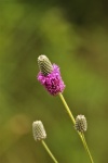 Purple Prairie Clover Wildflower