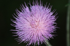 Purple Thistle Wildflower Close-up