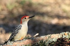 Red-bellied Woodpecker Background