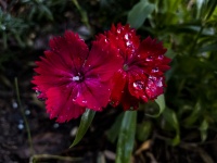 Red Flower Wet from Rain