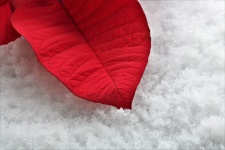 Red Leaf on Snow Close-up