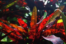 Czerwone liście rośliny krotonowej
